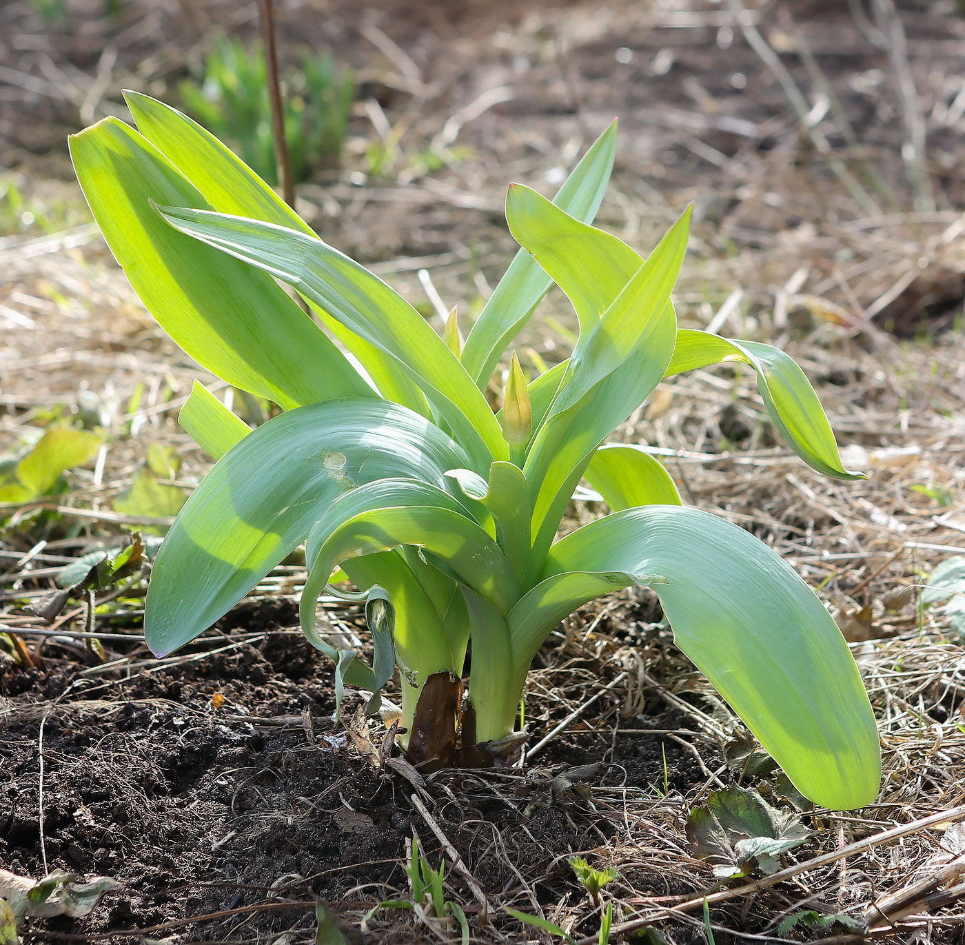 Image of genus Allium specimen.
