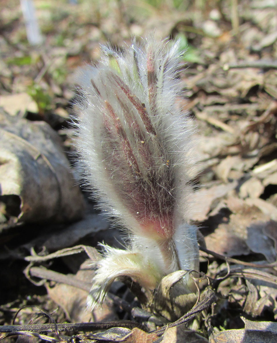 Image of Pulsatilla halleri ssp. slavica specimen.