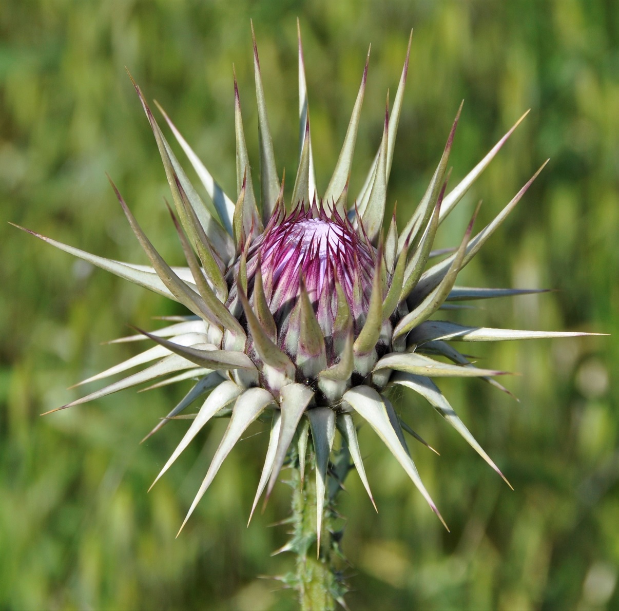 Image of Onopordum cyprium specimen.