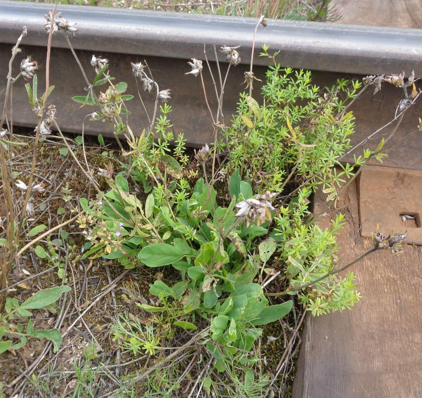 Image of genus Anthyllis specimen.