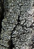 Phaeophyscia orbicularis