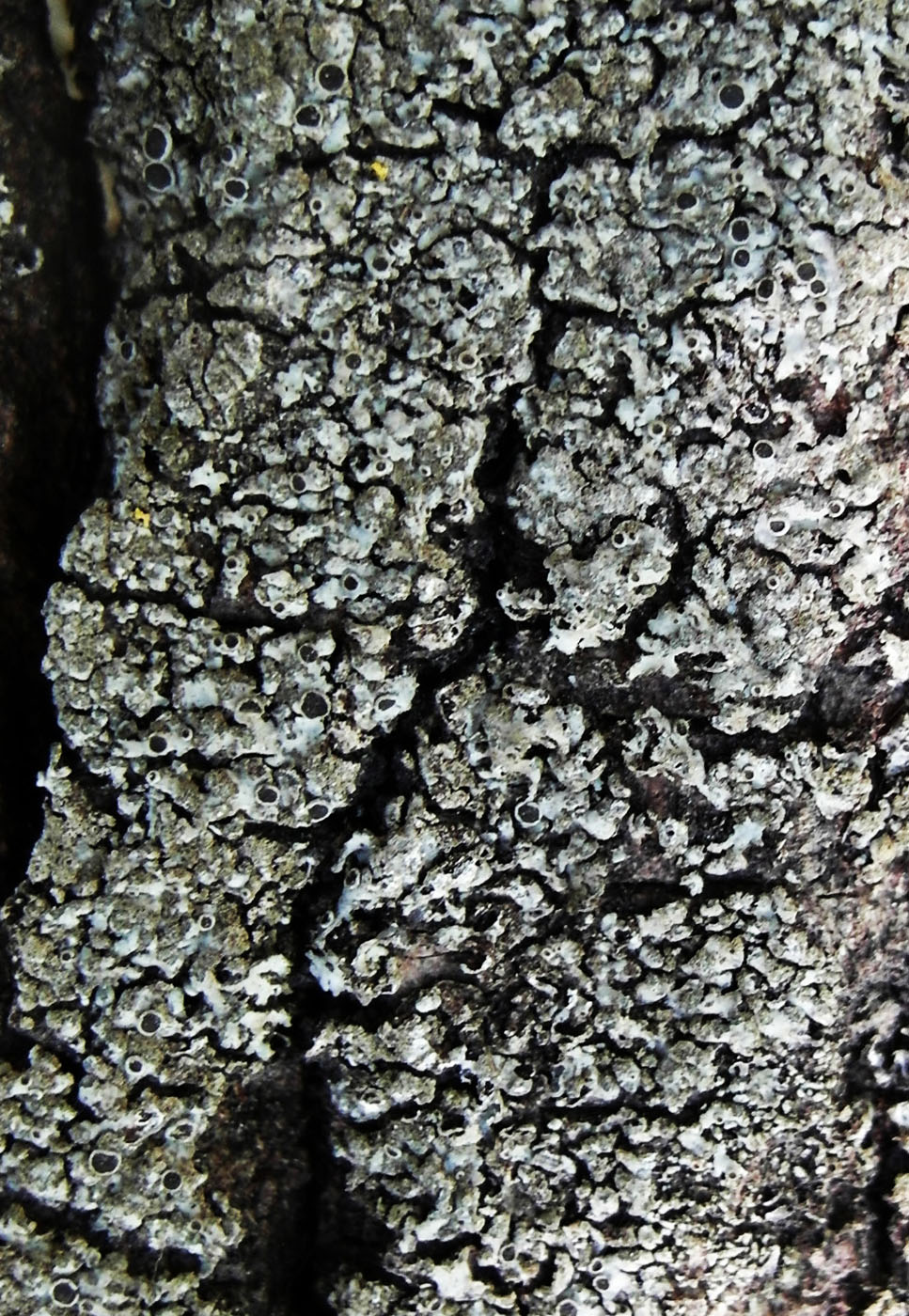 Image of Phaeophyscia orbicularis specimen.