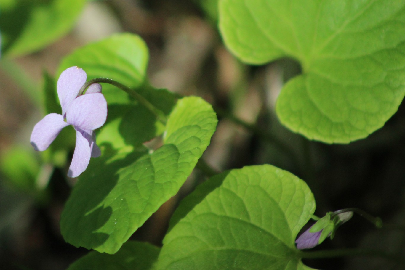 Image of Viola epipsila specimen.