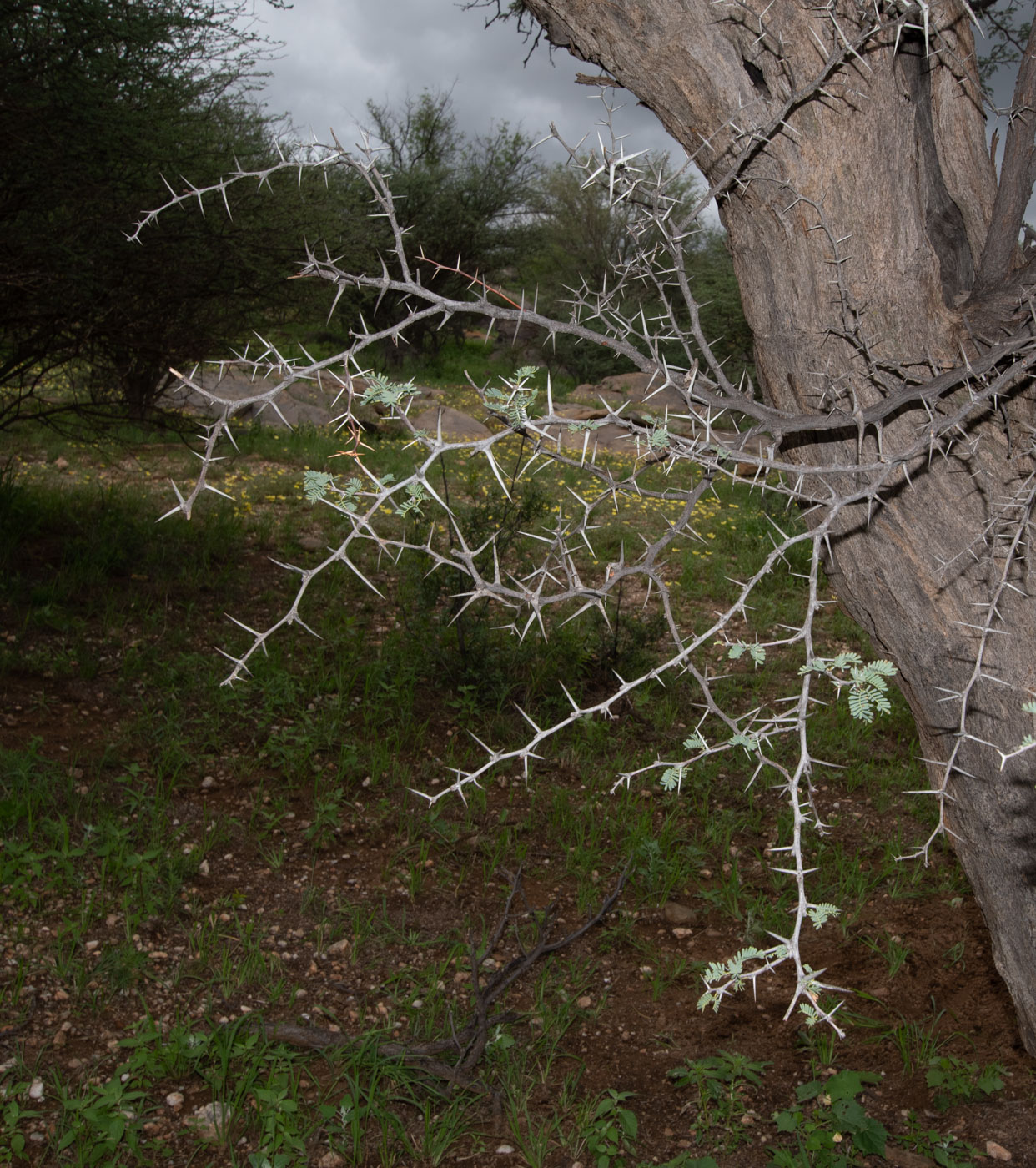 Image of Vachellia erioloba specimen.