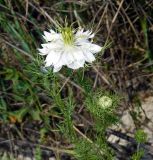 Nigella damascena