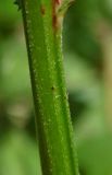 Vicia sepium. Часть стебля. Республика Адыгея, г. Майкоп, южная окраина (северная окраина пос. Краснооктябрьский), недалеко от устья р. Курджипс, луг. 30.05.2020.