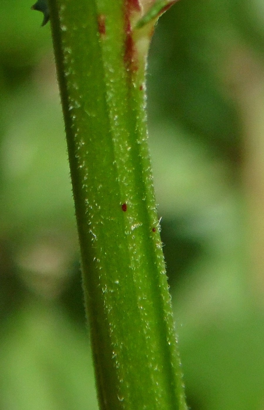 Image of Vicia sepium specimen.