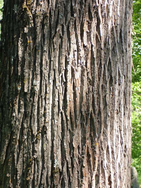 Image of Chosenia arbutifolia specimen.