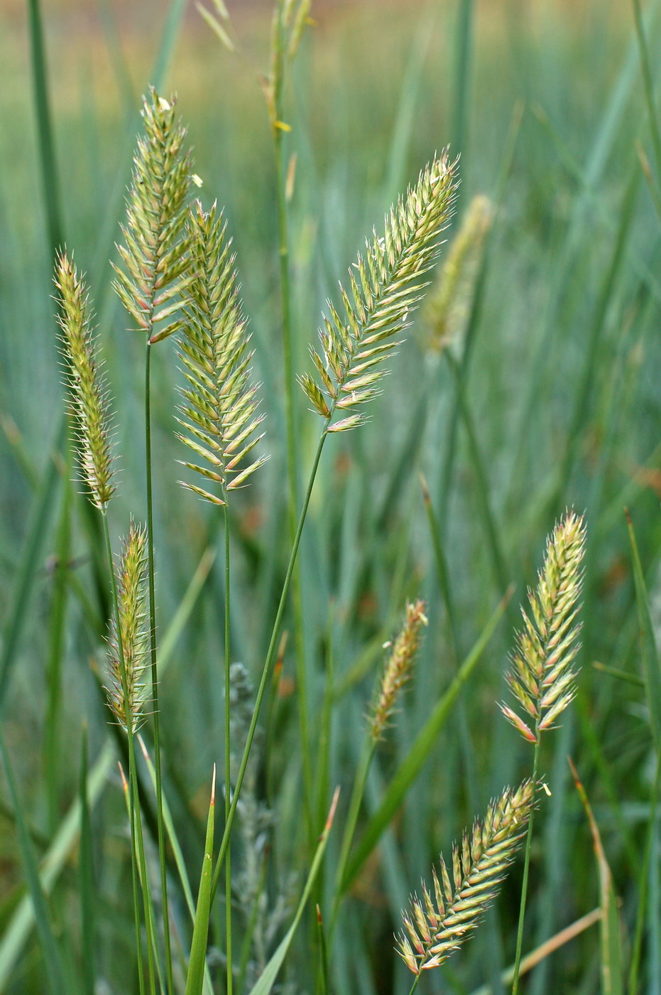 Изображение особи Agropyron pectinatum.