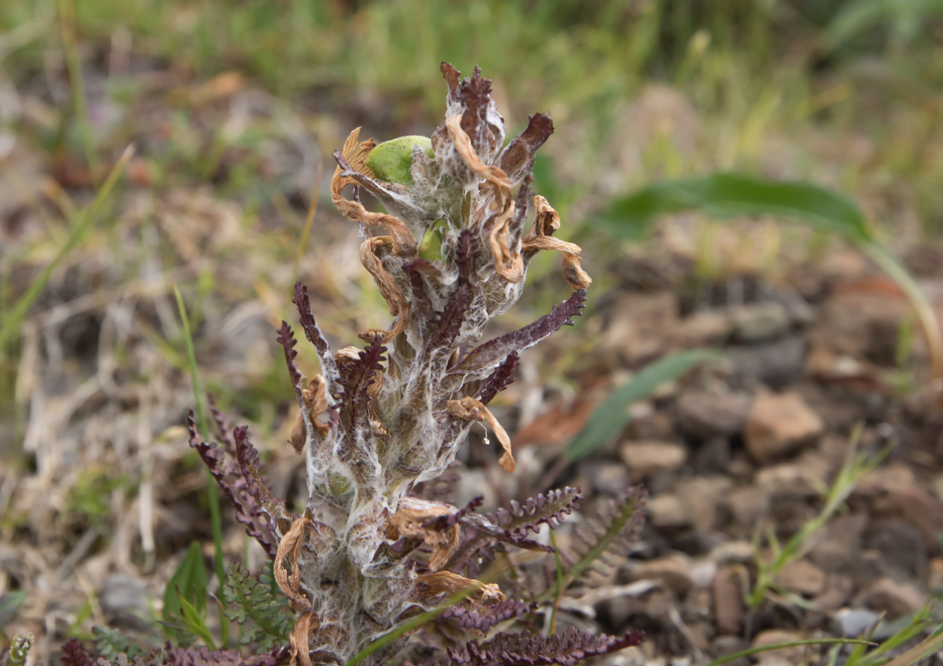 Image of Pedicularis alopecuroides specimen.