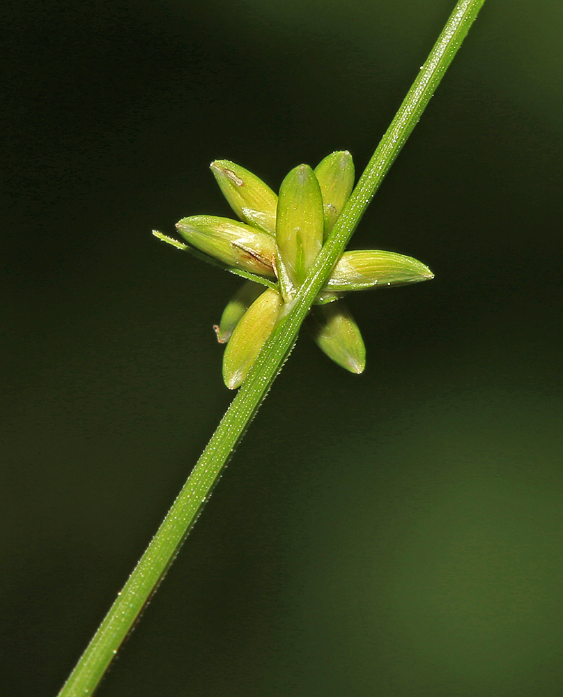Image of Carex loliacea specimen.