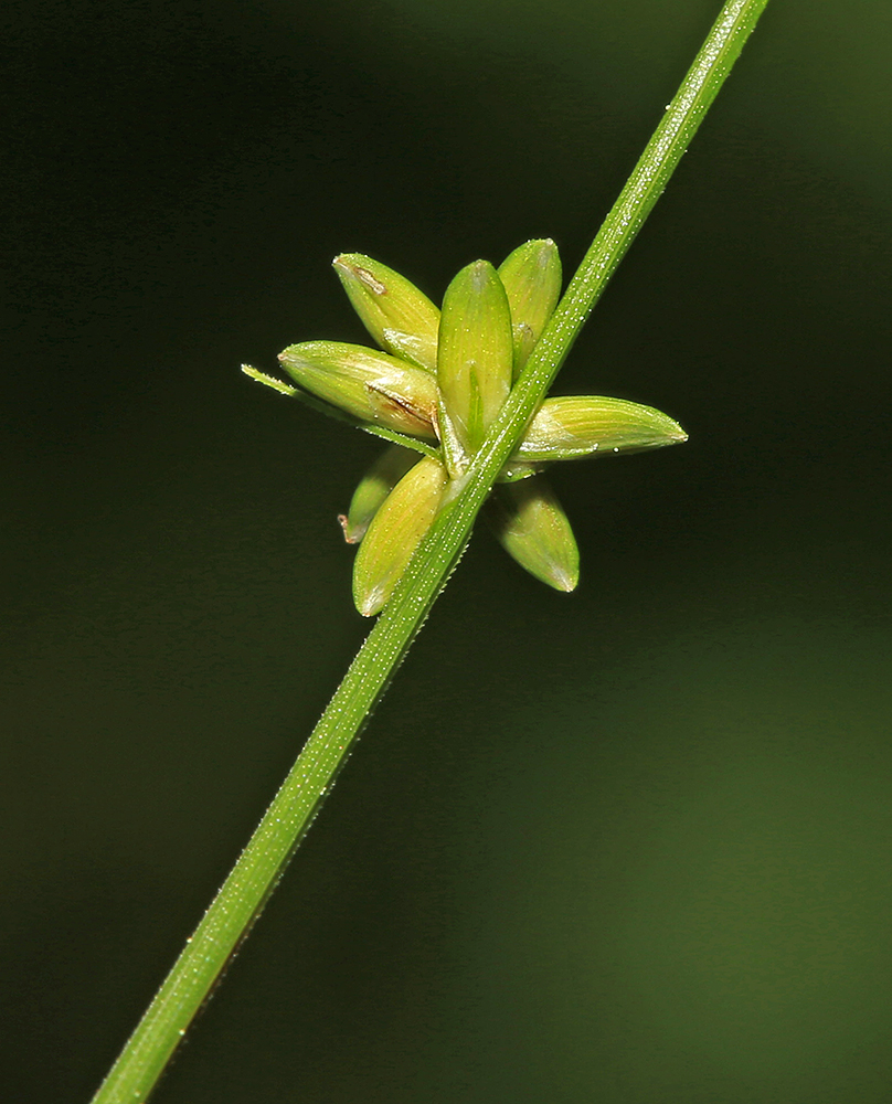 Изображение особи Carex loliacea.