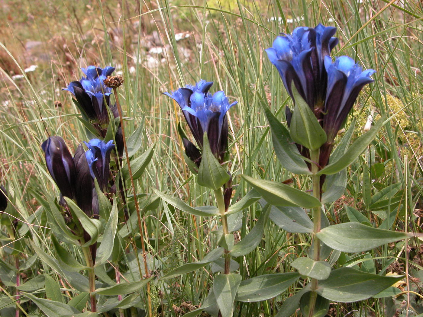 Image of Gentiana septemfida specimen.