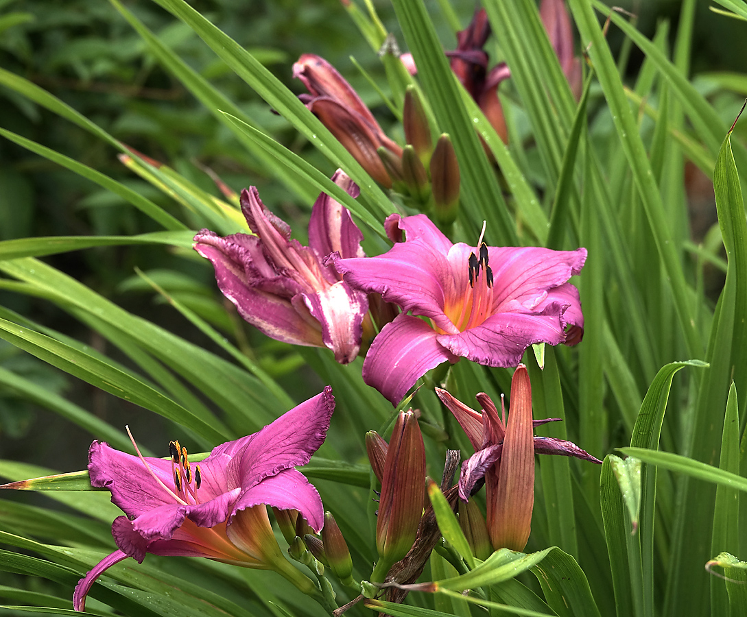 Image of Hemerocallis &times; hybrida specimen.