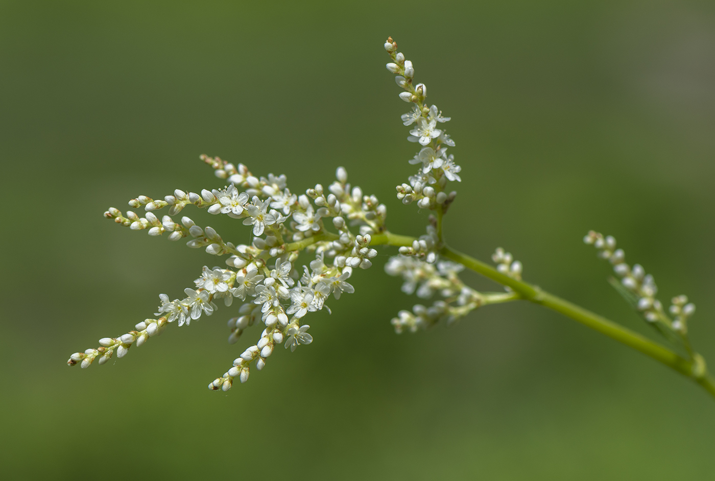 Image of Aconogonon alpinum specimen.