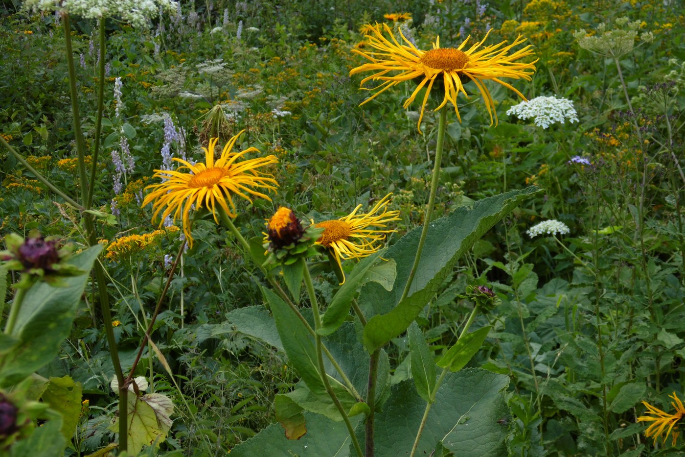 Изображение особи Inula magnifica.