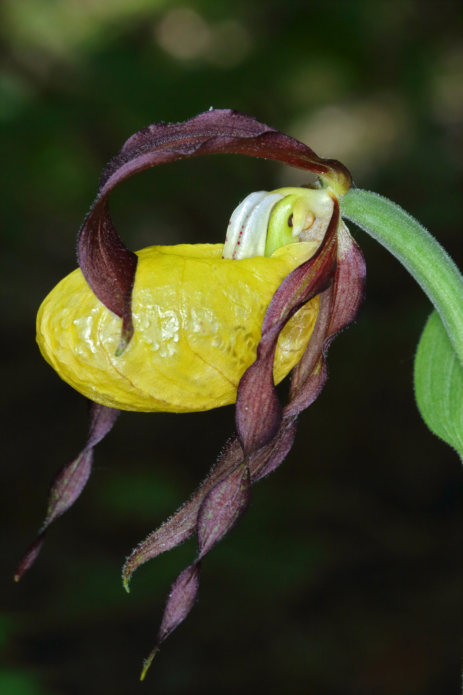 Image of Cypripedium calceolus specimen.