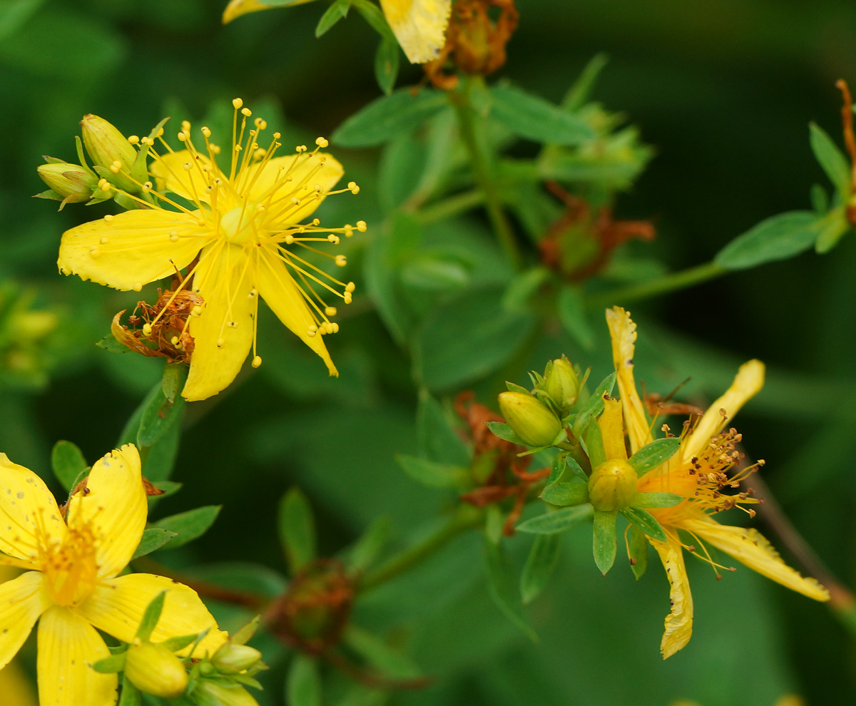 Изображение особи Hypericum perforatum.