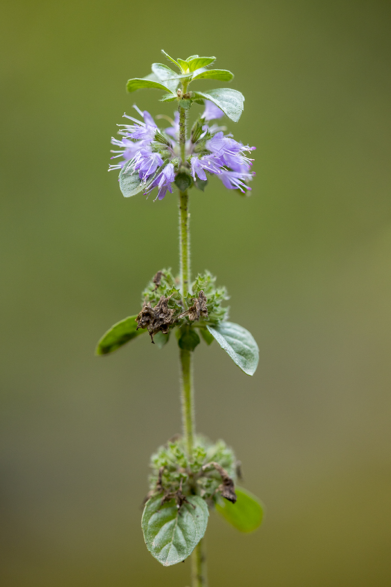 Изображение особи Mentha pulegium.