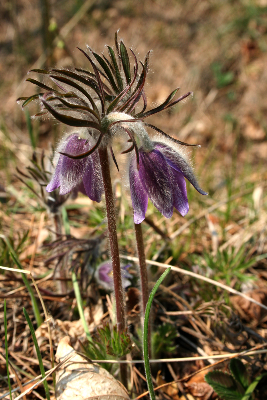 Image of Pulsatilla pratensis specimen.