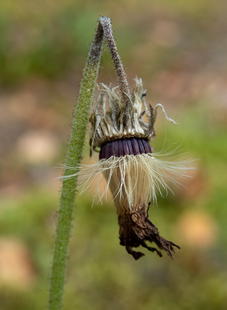 Image of Pilosella officinarum specimen.