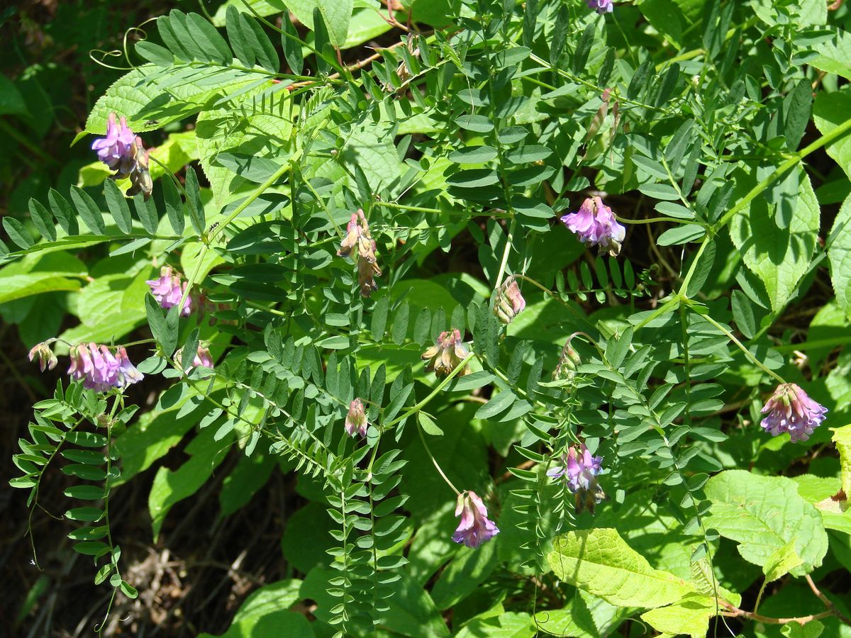 Изображение особи Vicia amoena.