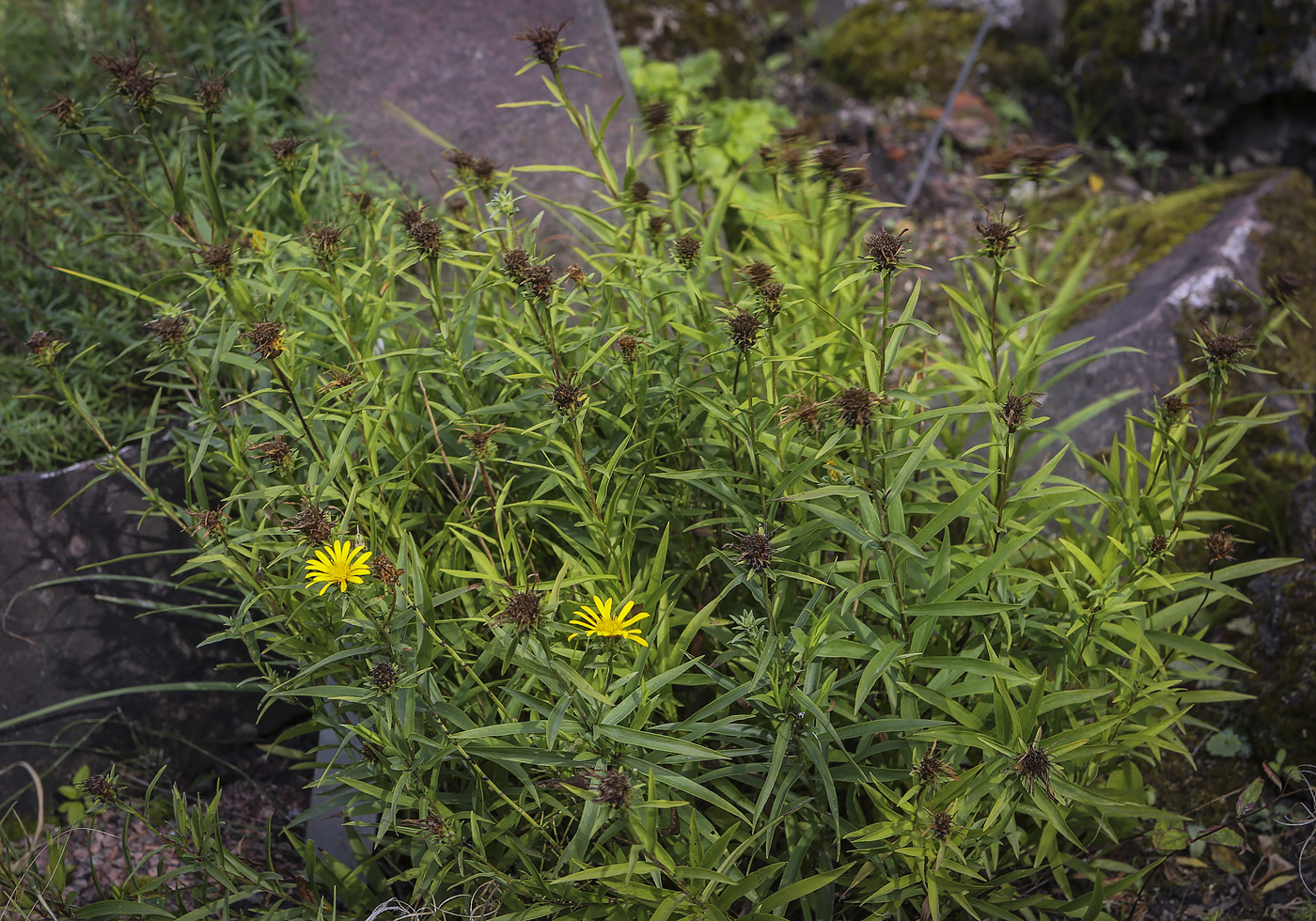 Изображение особи Inula ensifolia.