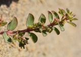 Euphorbia prostrata