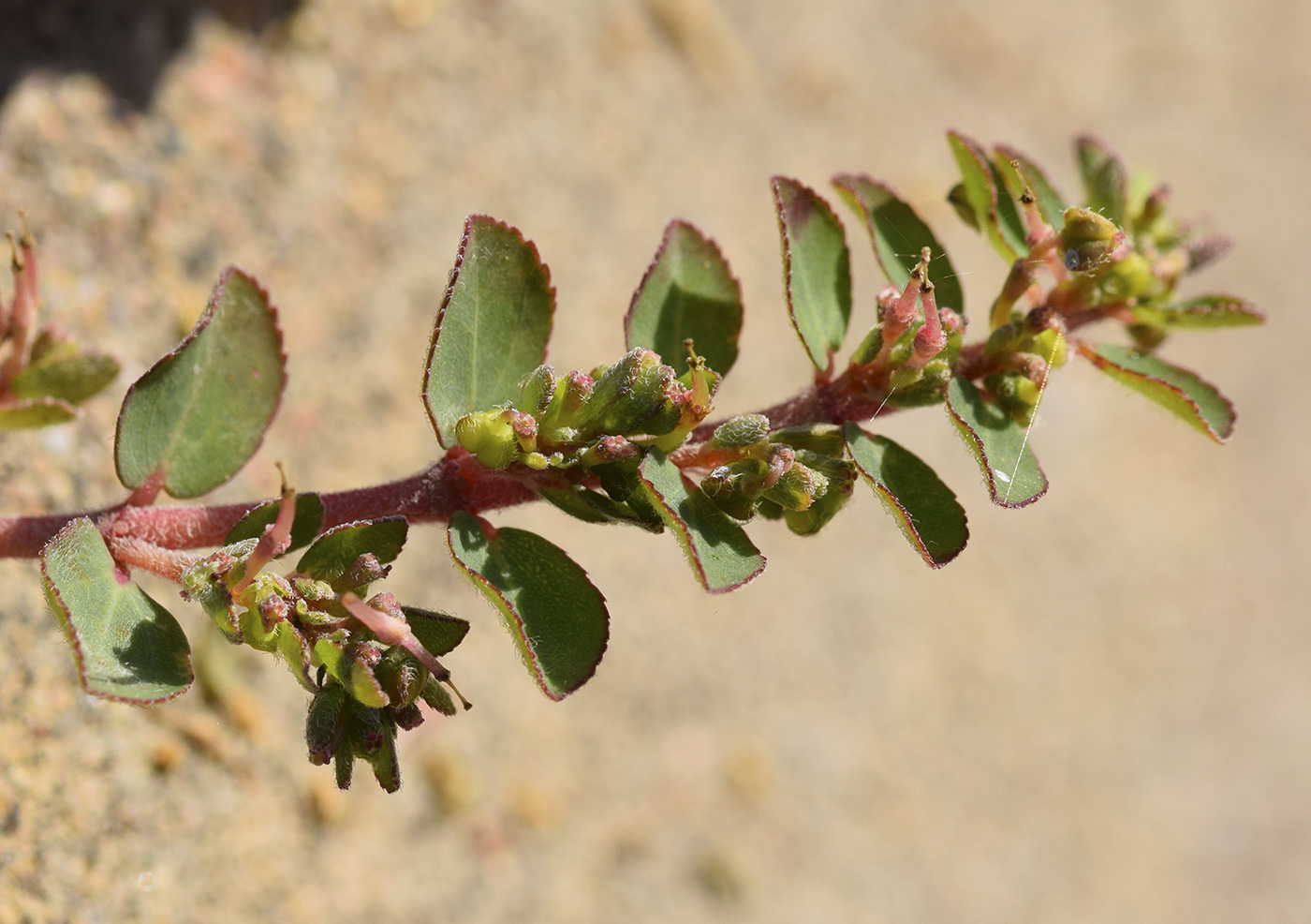 Изображение особи Euphorbia prostrata.