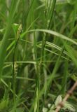 Carex hirta