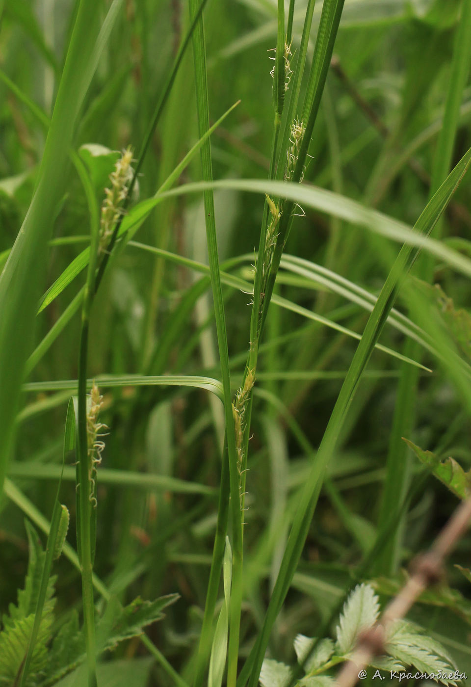 Изображение особи Carex hirta.