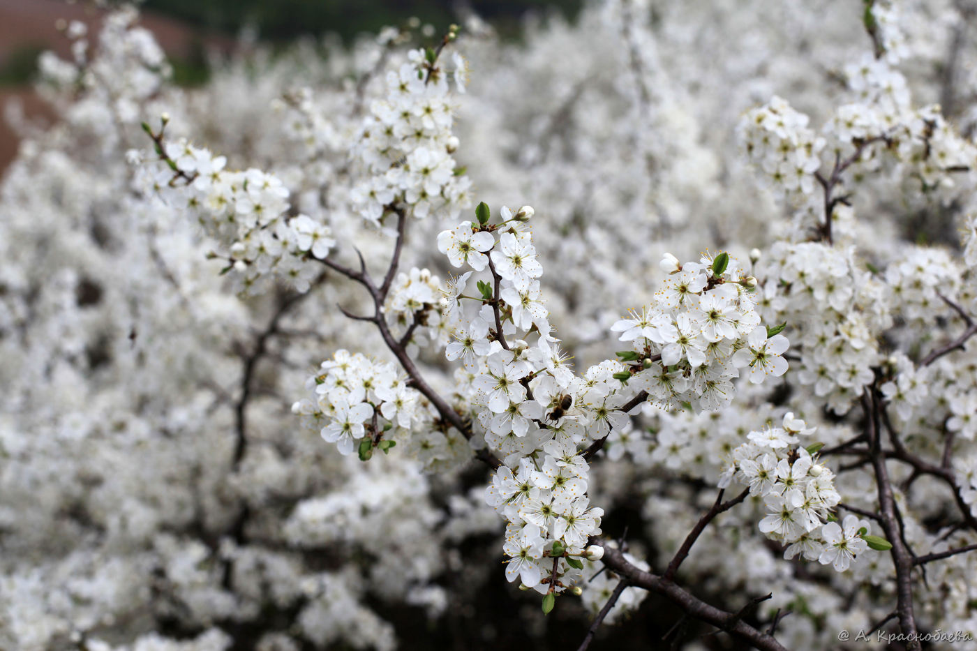 Изображение особи Prunus spinosa.