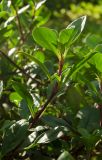 Saponaria ocymoides. Веточка вегетирующего растения первого года жизни. Пермский край, пос. Юго-Камский, частное подворье. 8 сентября 2019 г.