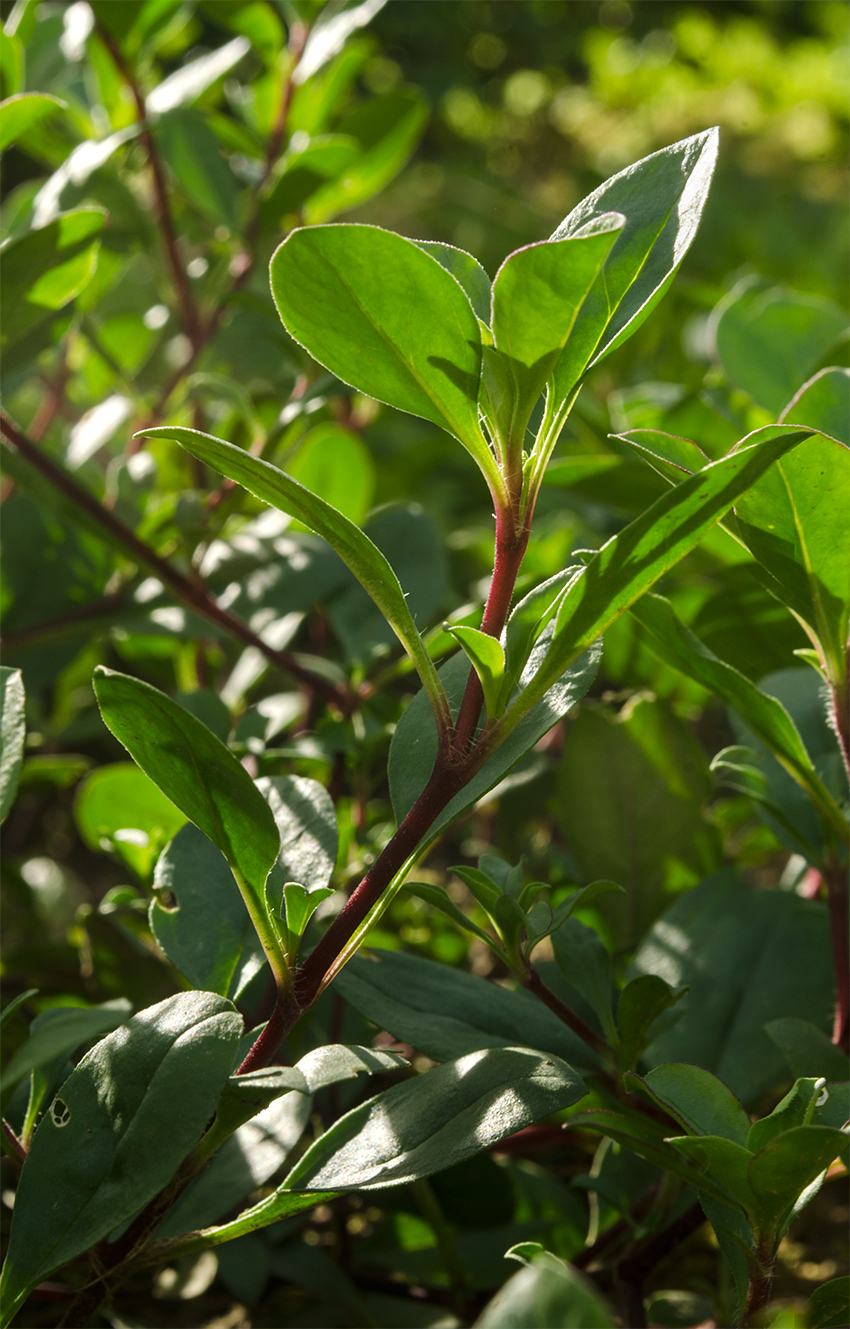 Изображение особи Saponaria ocymoides.