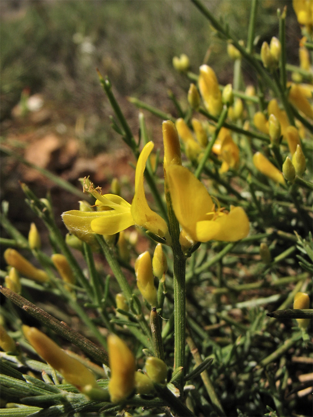 Image of Genista acanthoclada specimen.