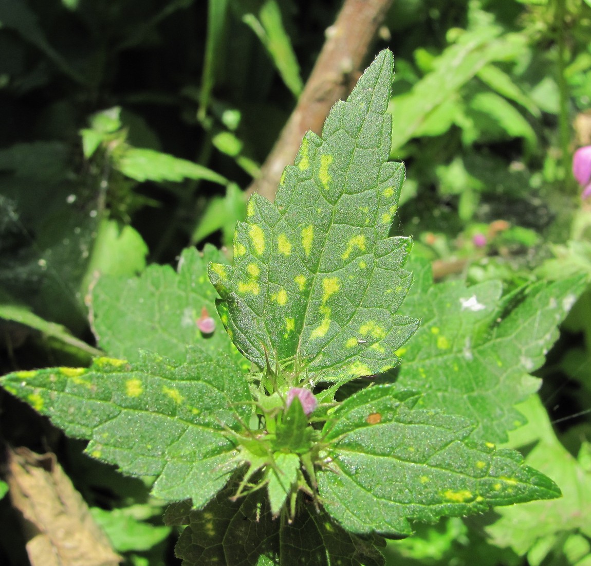 Изображение особи Lamium maculatum.