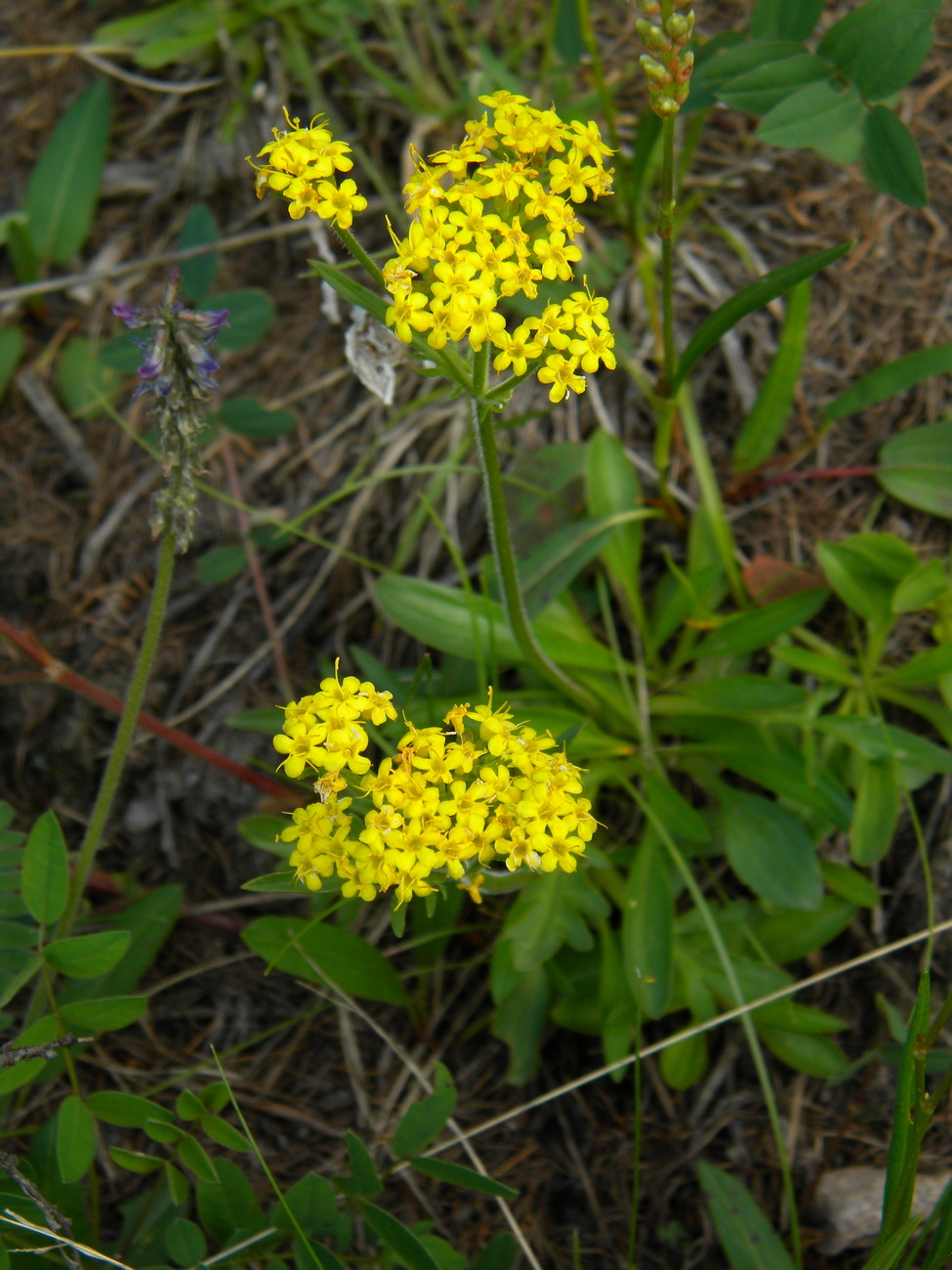 Image of Patrinia sibirica specimen.