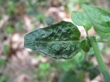 Clinopodium vulgare