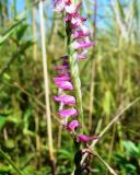 Spiranthes australis. Часть соцветия. Еврейская автономная обл., Смидовичский р-н, окр. ст. Урми, влажный луг. 02.08.2013.