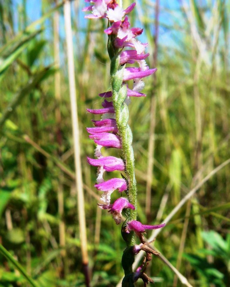 Image of Spiranthes australis specimen.