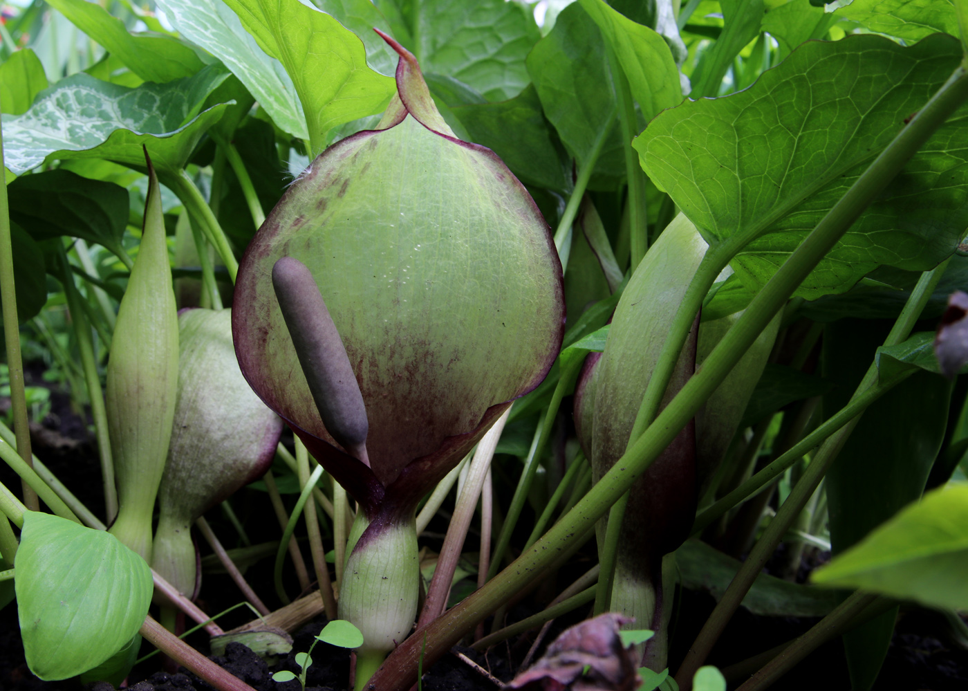 Image of Arum orientale specimen.