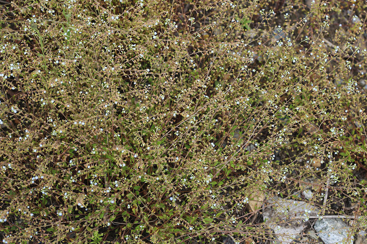 Image of Trigonotis peduncularis specimen.