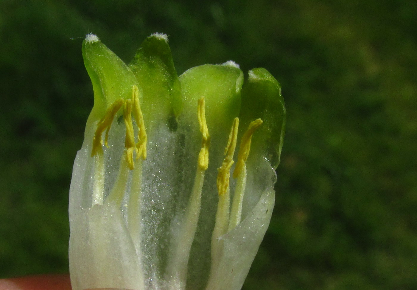 Image of Polygonatum maximowiczii specimen.