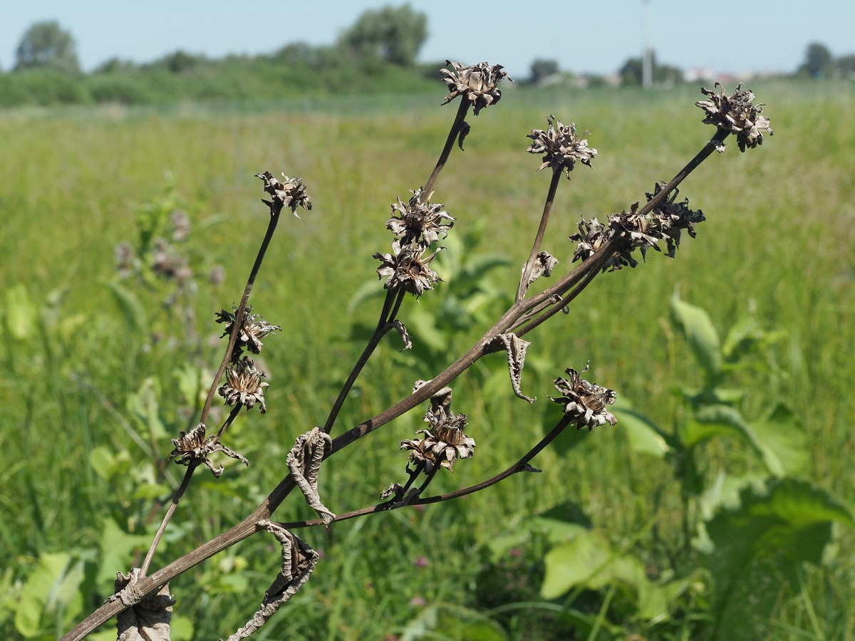 Image of Inula helenium specimen.