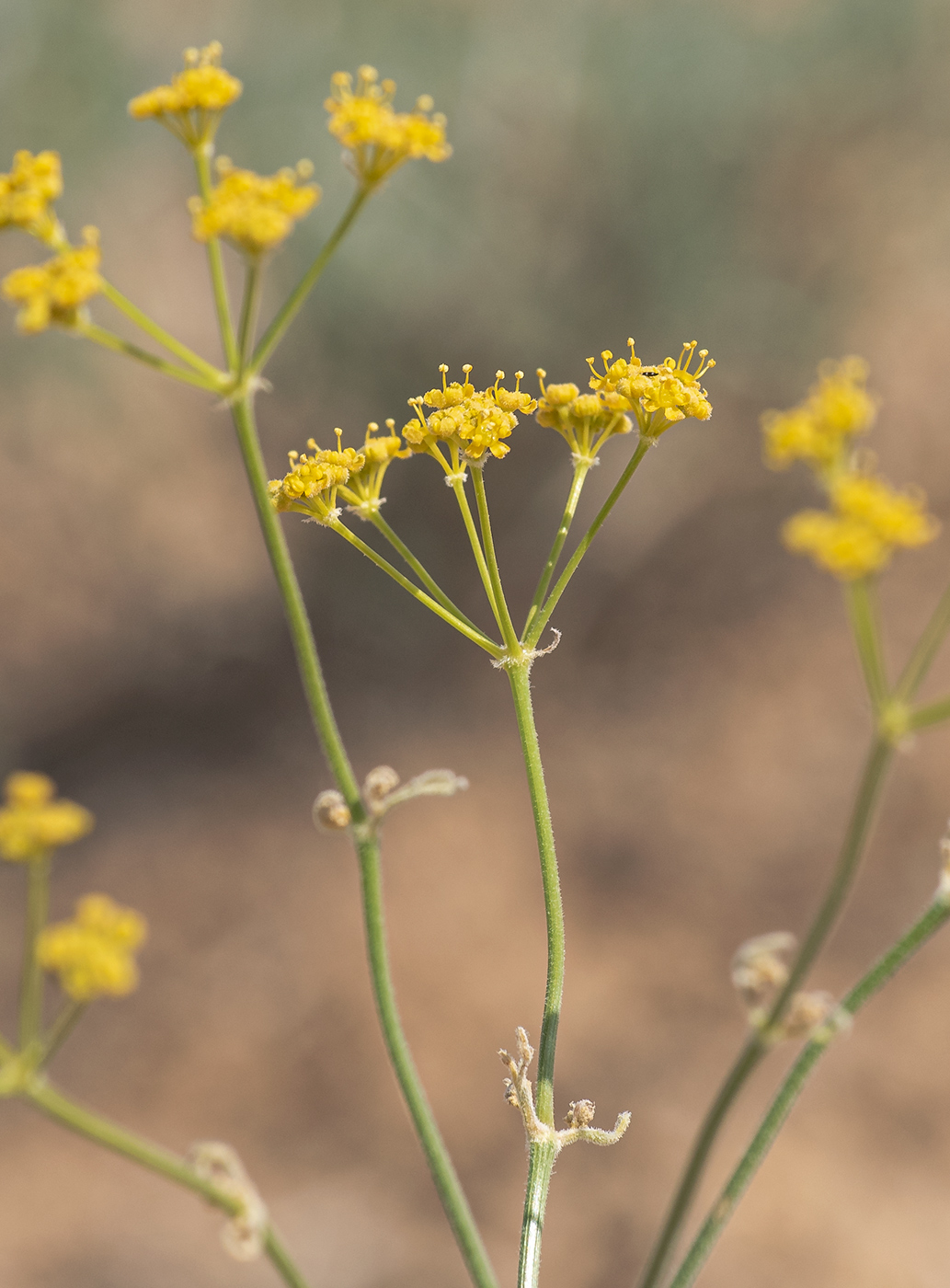 Изображение особи Prangos ammophila.