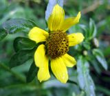 Bidens разновидность radiata