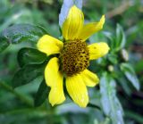 Bidens variety radiata