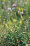 Astrantia trifida