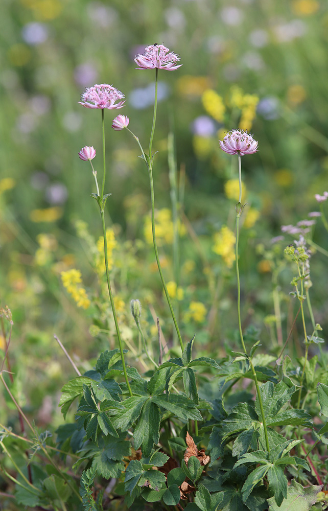 Изображение особи Astrantia trifida.