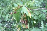 Sorbus torminalis